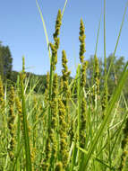 Image of Brown fox sedge