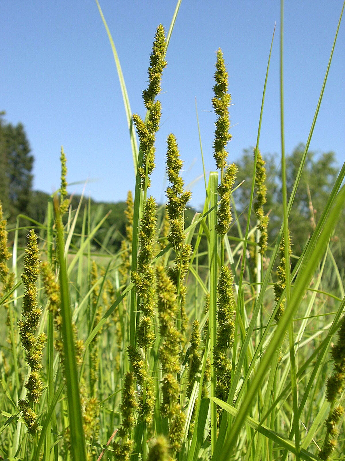 Image of Brown fox sedge