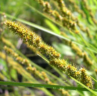 Image of Brown fox sedge