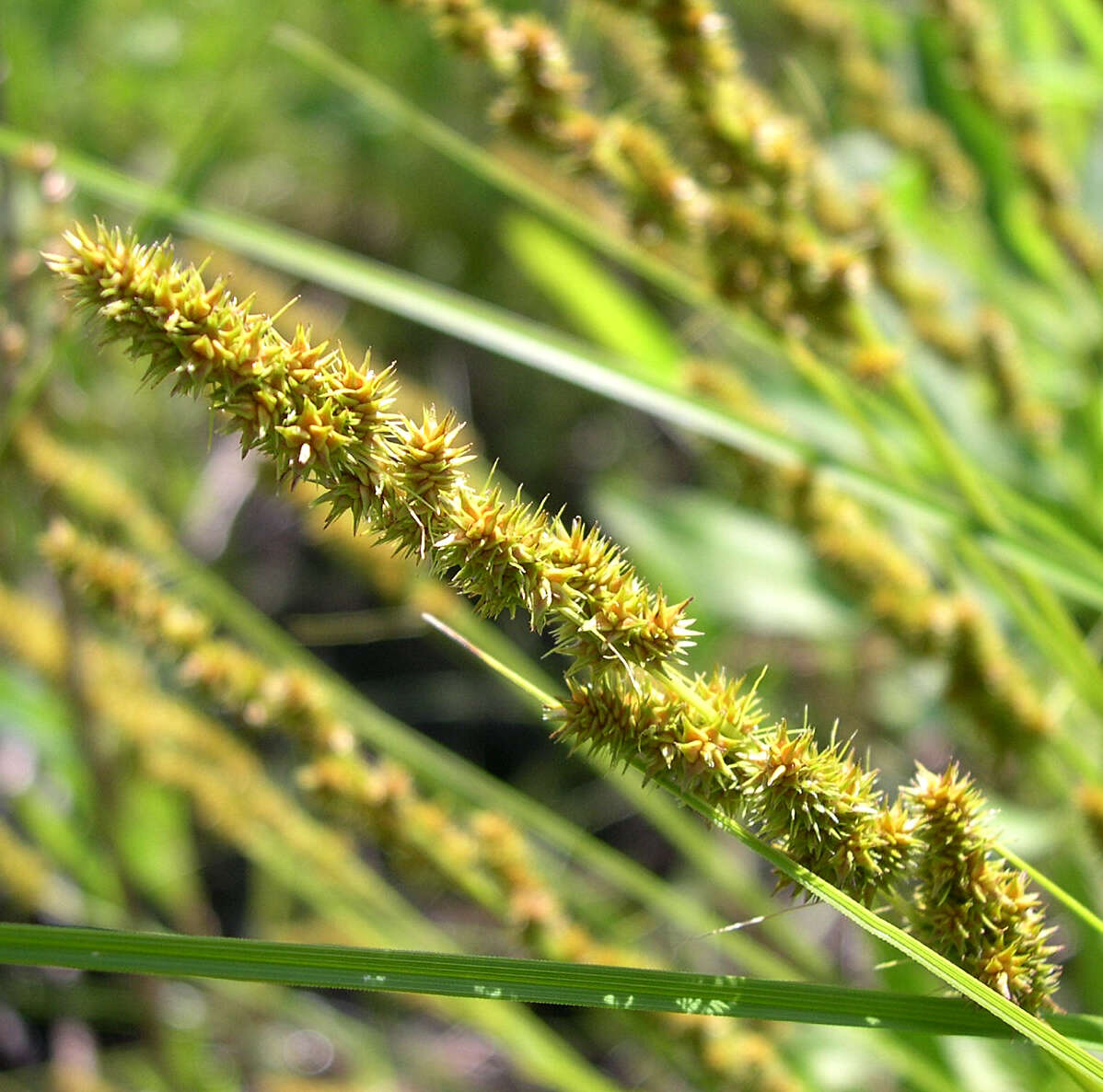 Image of Brown fox sedge