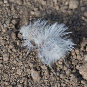 Image of Thistledown Velvet Ant