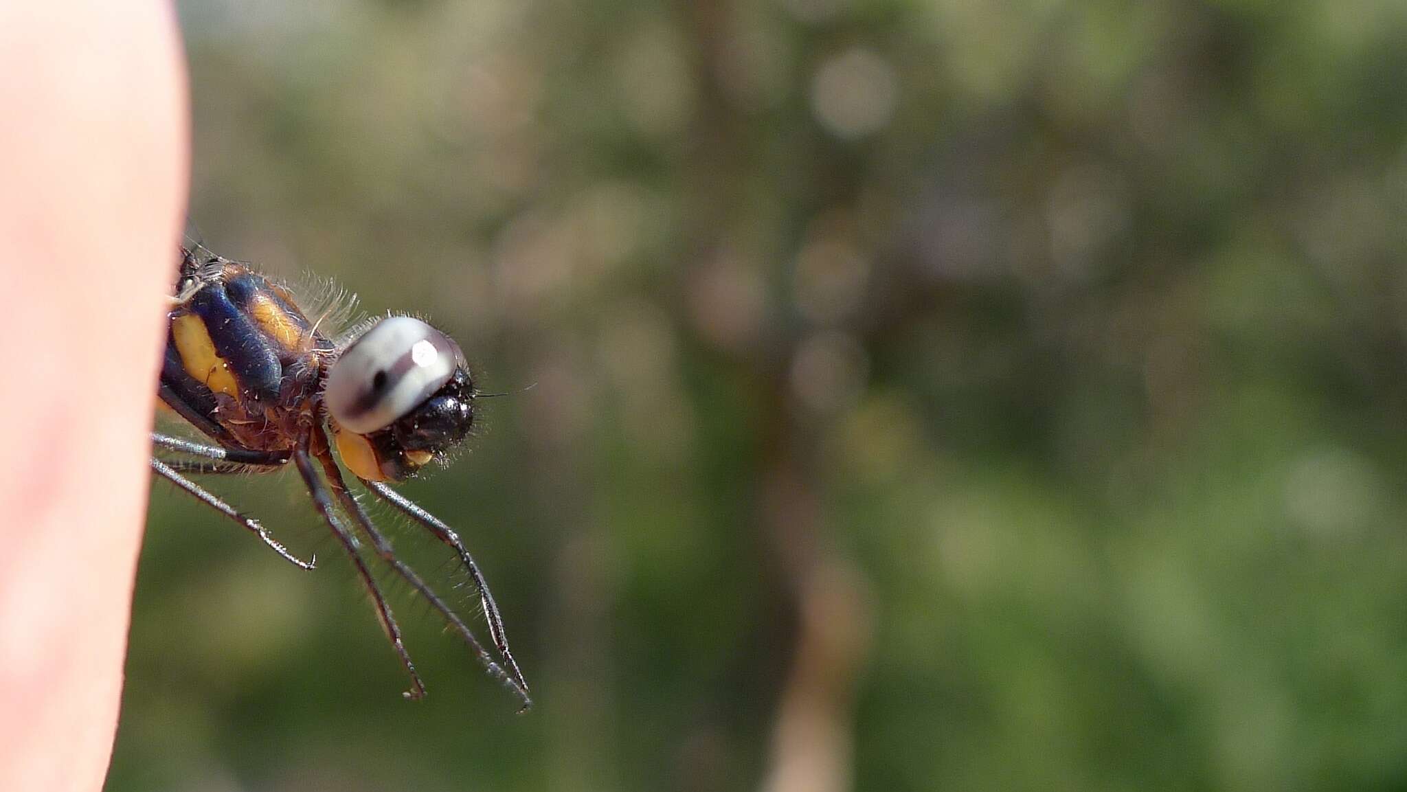 Слика од Cordulephya pygmaea Selys 1871