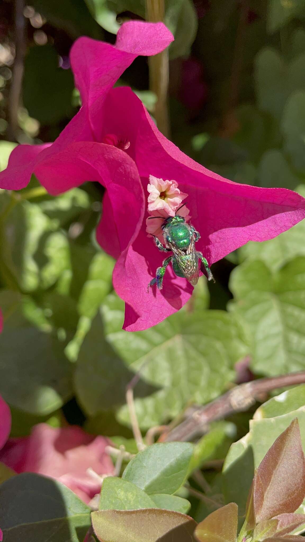 Image of Euglossa viridissima Friese 1899