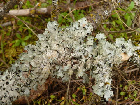 Image of shield lichen