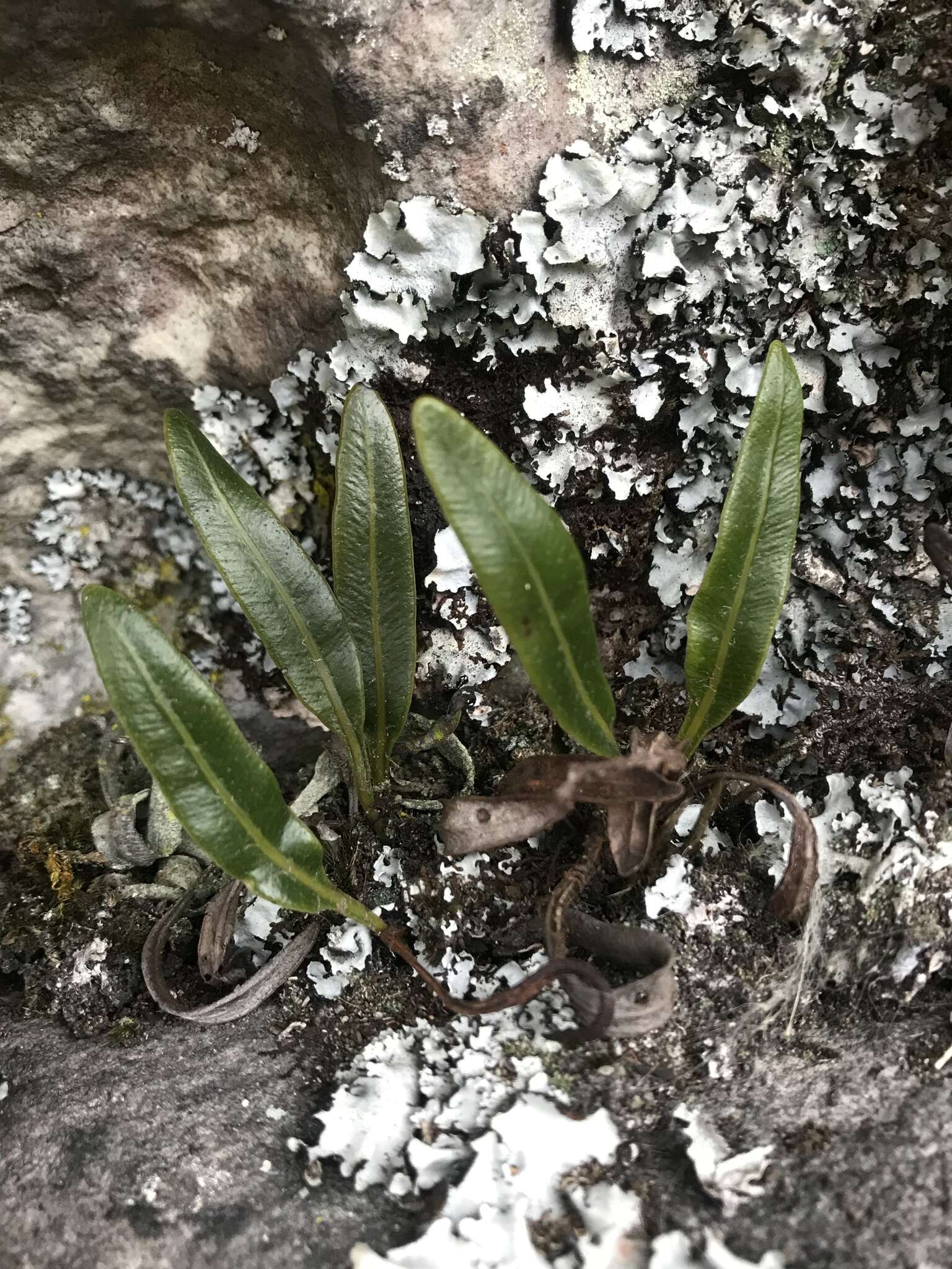 Image de Elaphoglossum gayanum (Fée) Moore