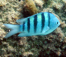 Image of Damsel Fish