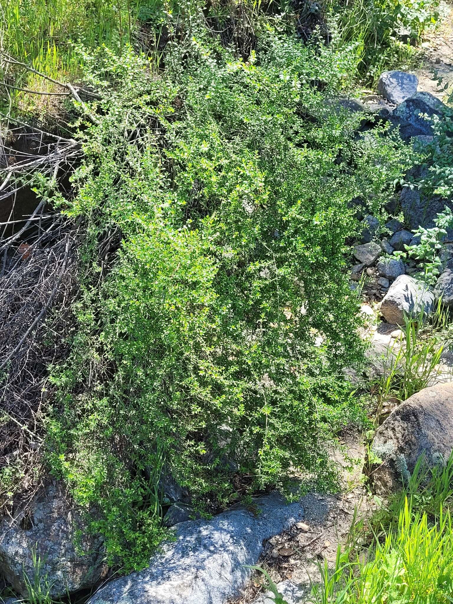 Image of snapdragon penstemon