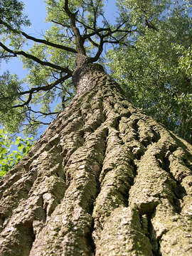 Image of eastern cottonwood