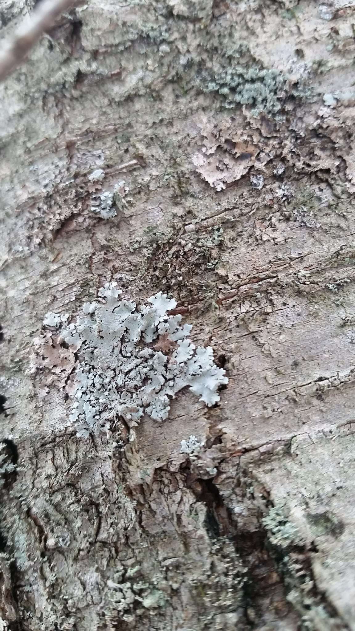 Image of Showman's hypotrachyna lichen