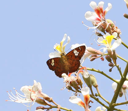 Plancia ëd <i>Pseudocoladenia dan</i>