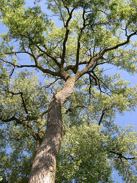 Image of eastern cottonwood