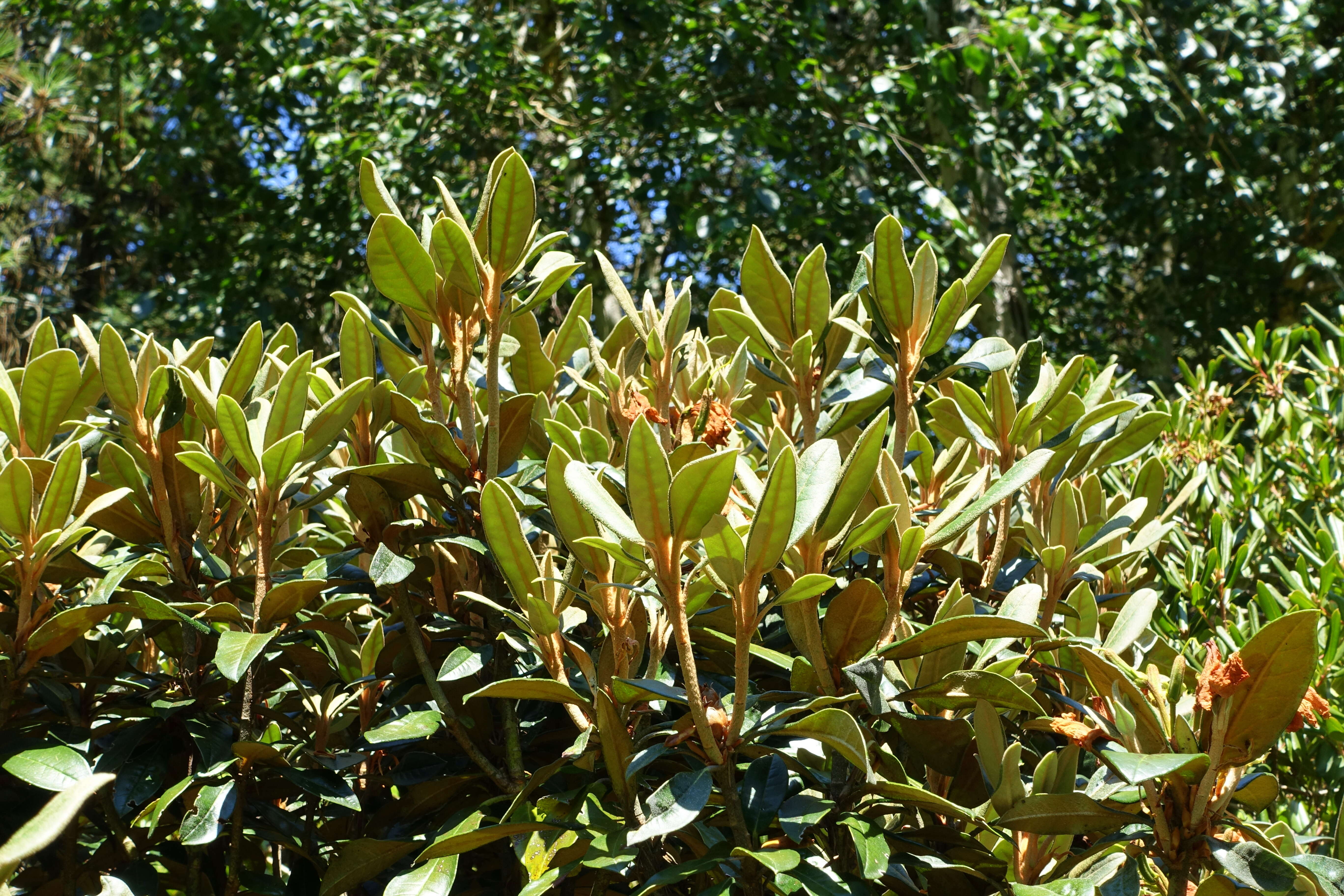 Plancia ëd Rhododendron adenogynum Diels