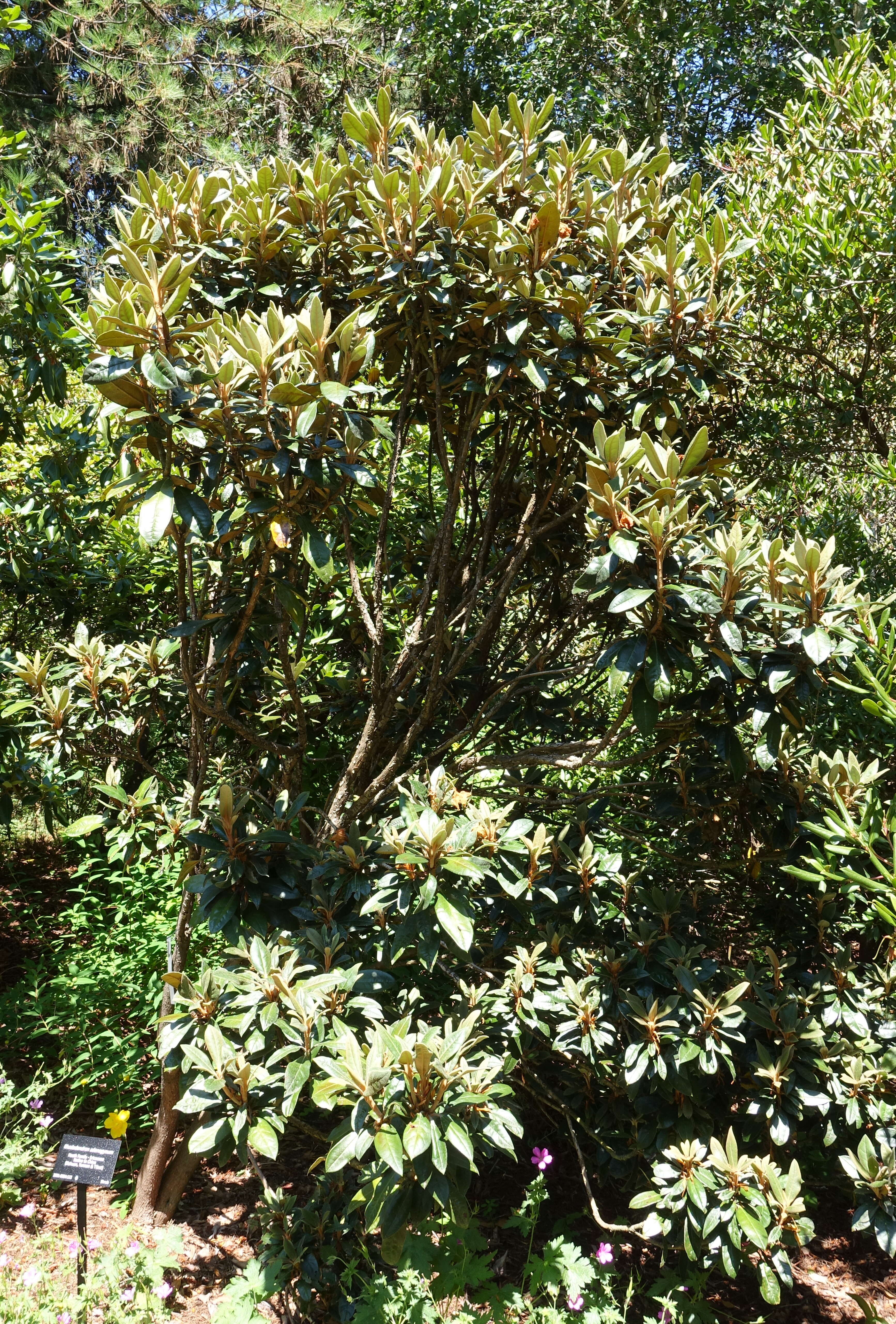 Plancia ëd Rhododendron adenogynum Diels