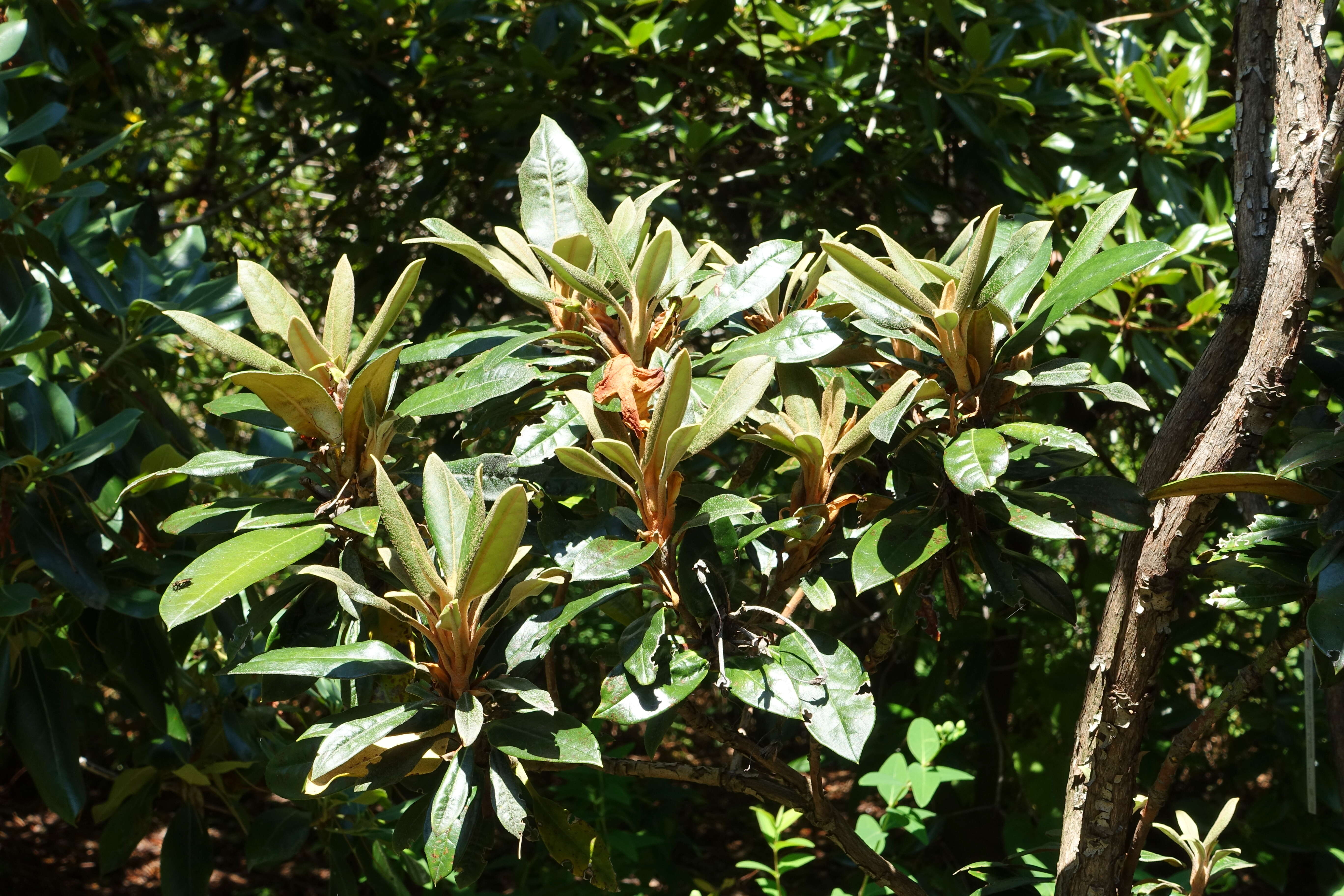 Plancia ëd Rhododendron adenogynum Diels