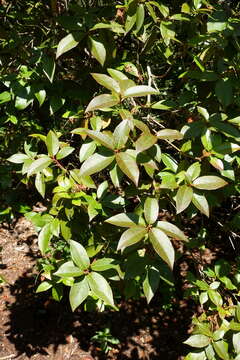 Image of Rhododendron concinnum Hemsl.