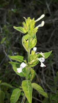 Image of White ribbon bush