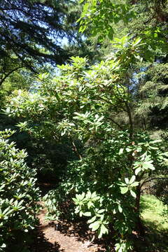 Image of Rhododendron decorum Franch.