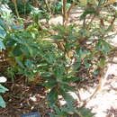 Image of Rhododendron glischrum I. B. Balf & W. W. Smith