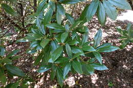 Image of Rhododendron heliolepis Franch.