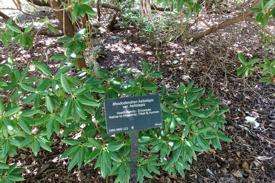 Image of Rhododendron heliolepis Franch.