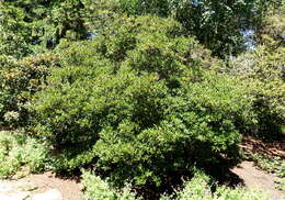 Imagem de Rhododendron heliolepis Franch.