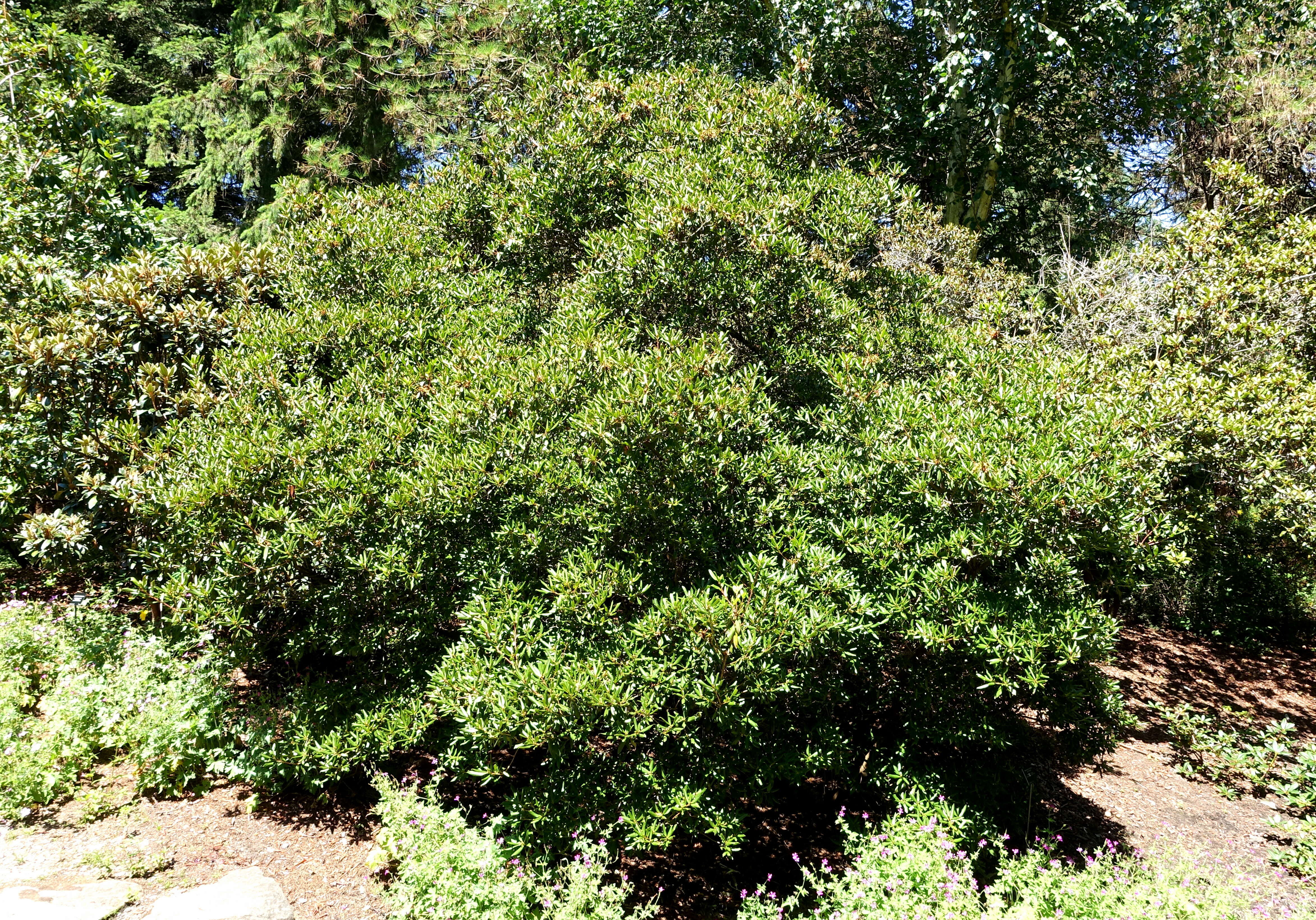 Image of Rhododendron heliolepis Franch.