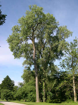 Image of eastern cottonwood