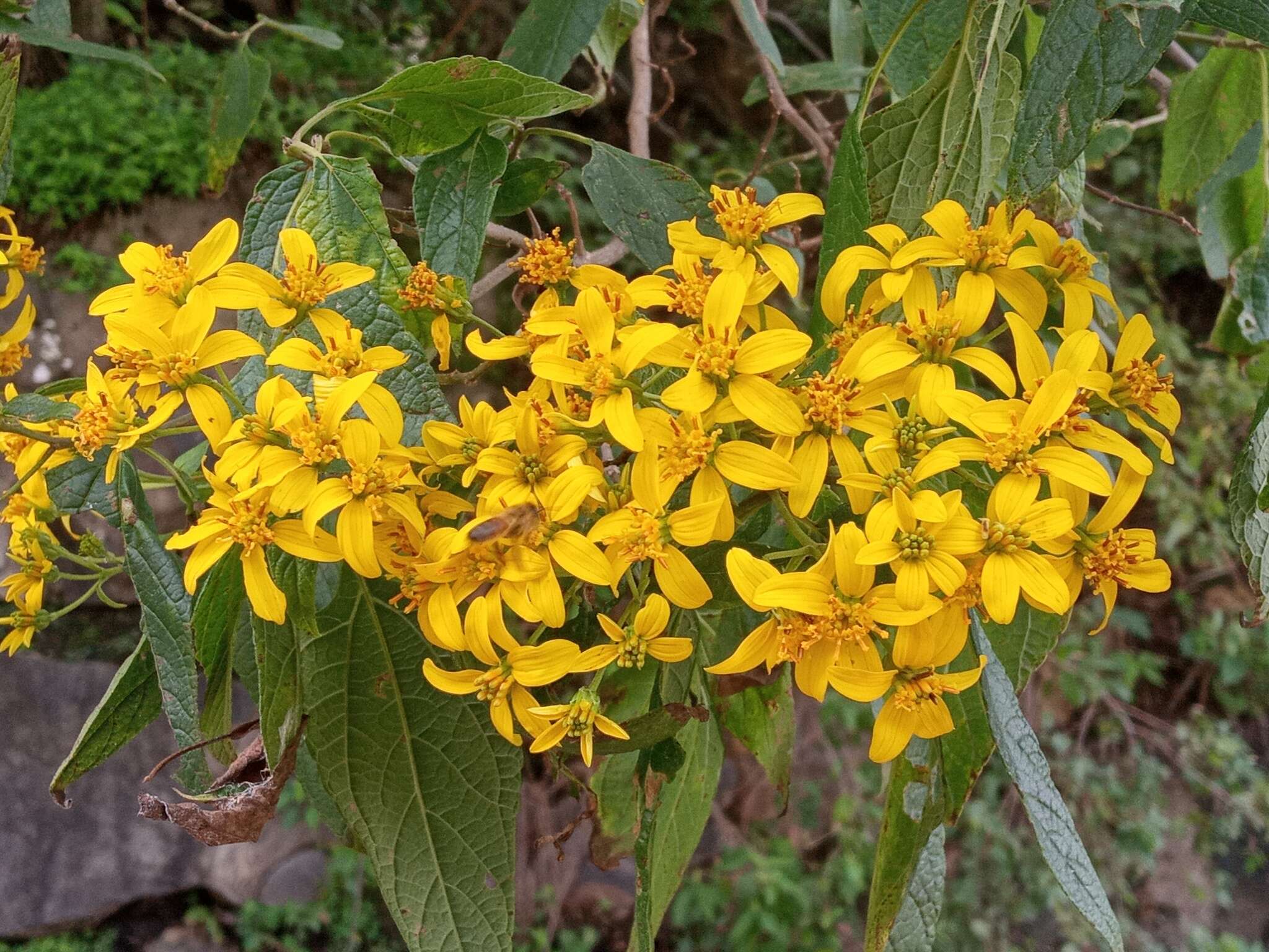 Image of Dendroviguiera quinqueradiata (Cav.) E. E. Schill. & Panero