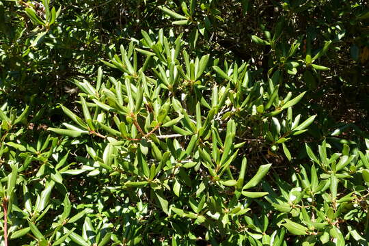 Imagem de Rhododendron heliolepis Franch.