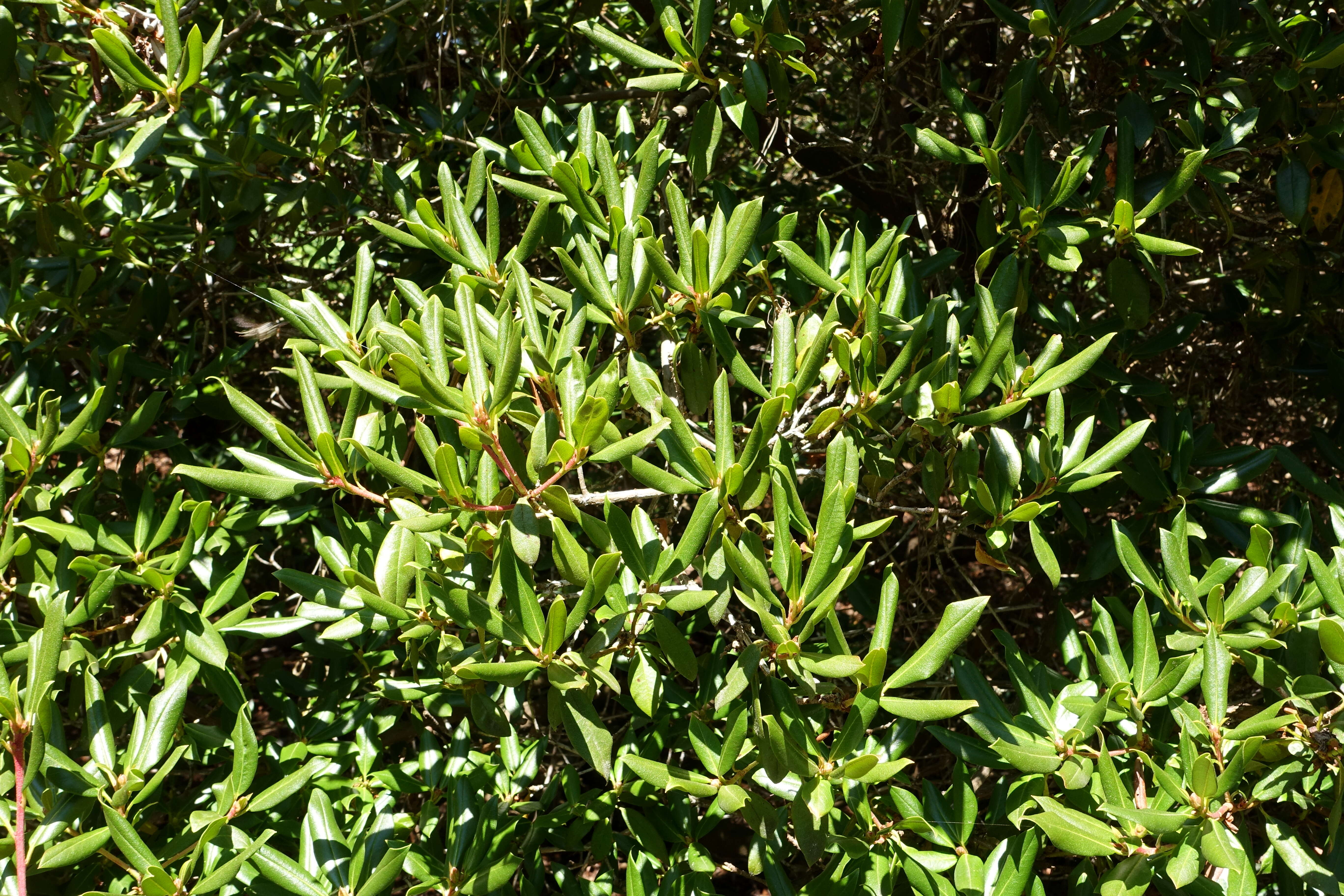 Image of Rhododendron heliolepis Franch.