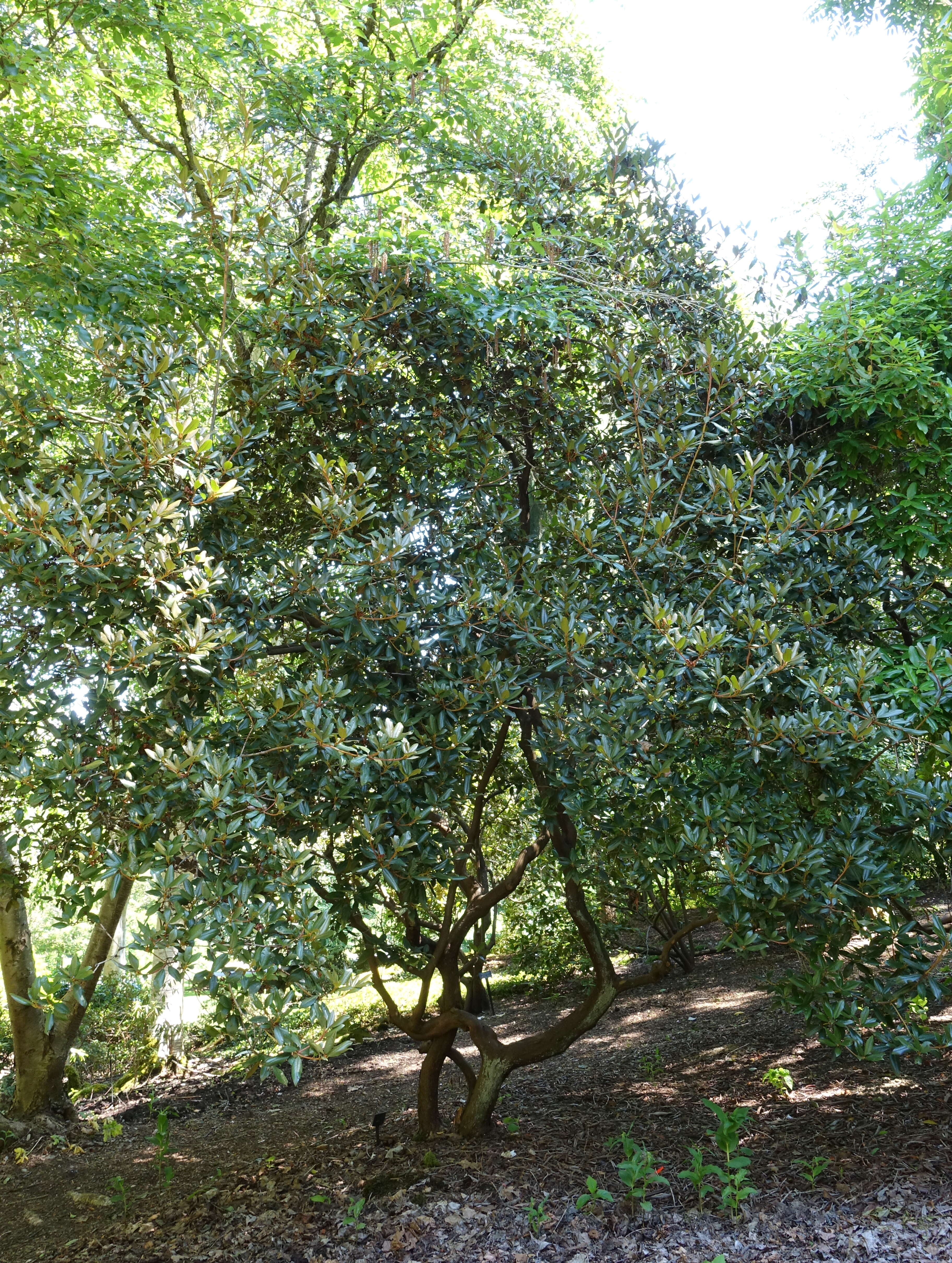 صورة Rhododendron rubiginosum Franch.