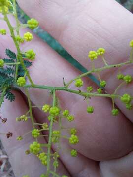 Sivun Acacia pubescens (Vent.) R. Br. kuva