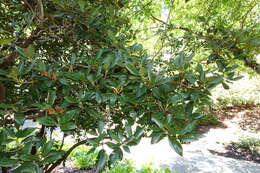 Image of Rhododendron rubiginosum Franch.