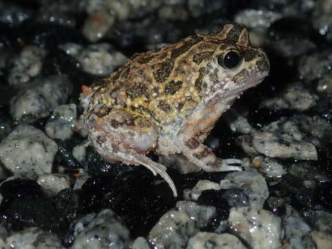 Image of Humming Frog