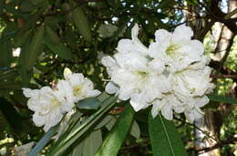 صورة Rhododendron vernicosum Franch.