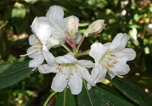 Plancia ëd Rhododendron vernicosum Franch.