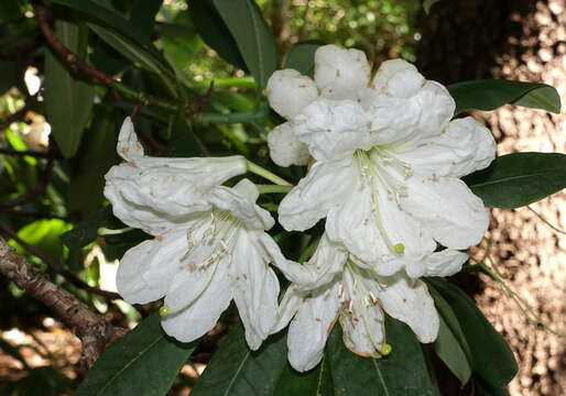 صورة Rhododendron vernicosum Franch.