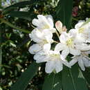 Image of Rhododendron vernicosum Franch.