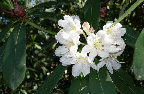 صورة Rhododendron vernicosum Franch.