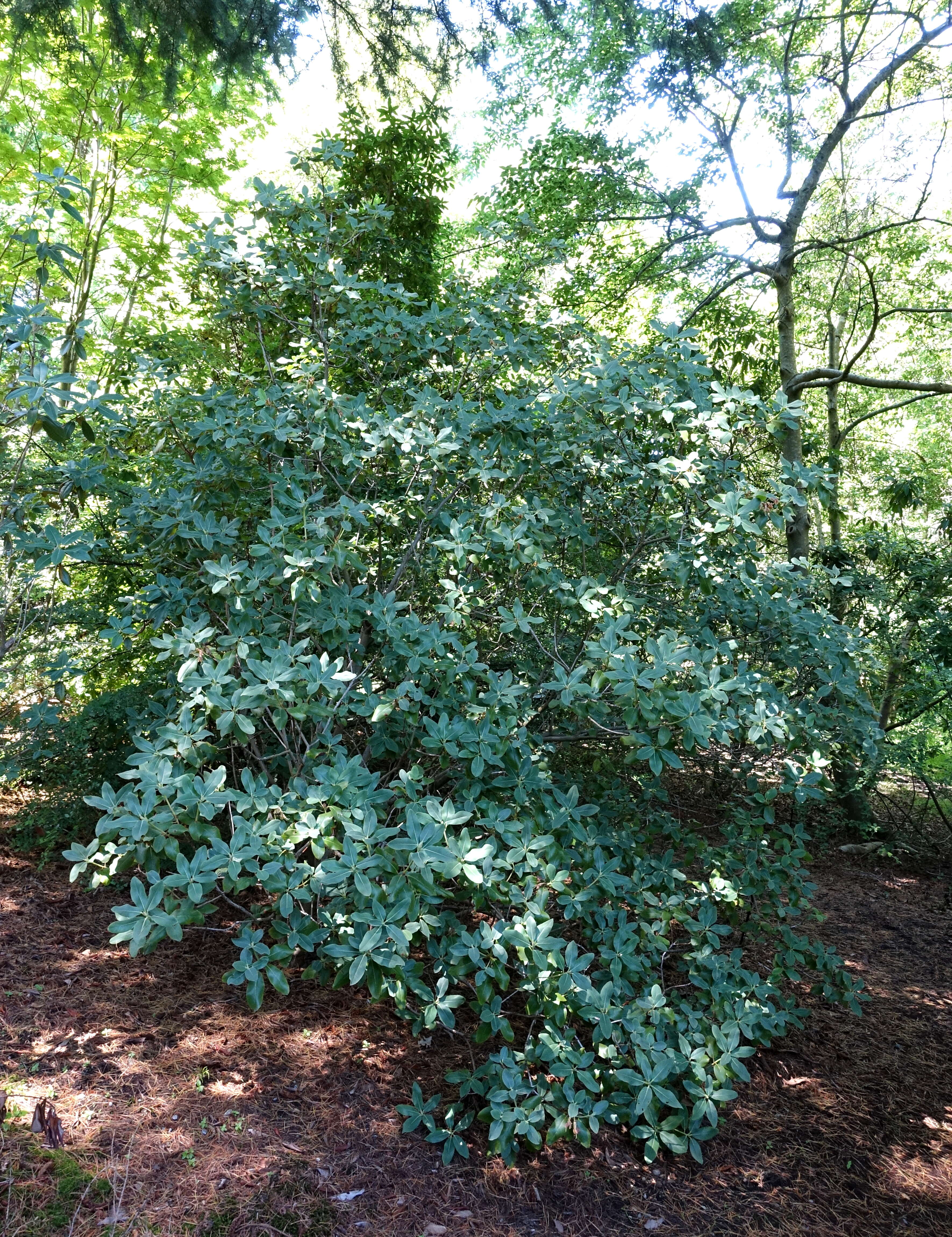 Imagem de Rhododendron xanthocodon Hutchinson