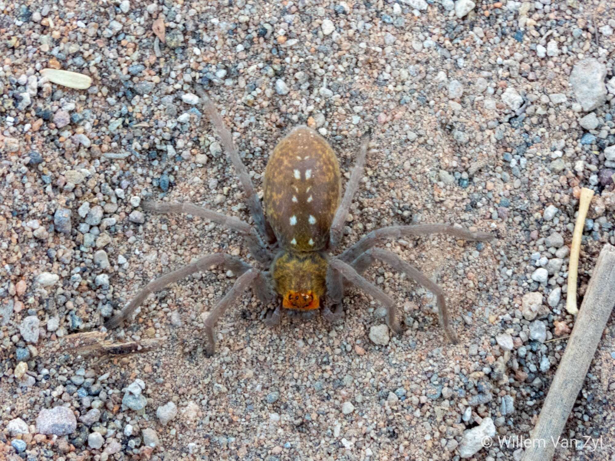 Sivun Palystella sexmaculata Lawrence 1928 kuva