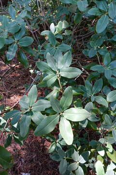 Imagem de Rhododendron xanthocodon Hutchinson