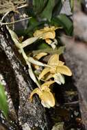 Image of Stanhopea graveolens Lindl.