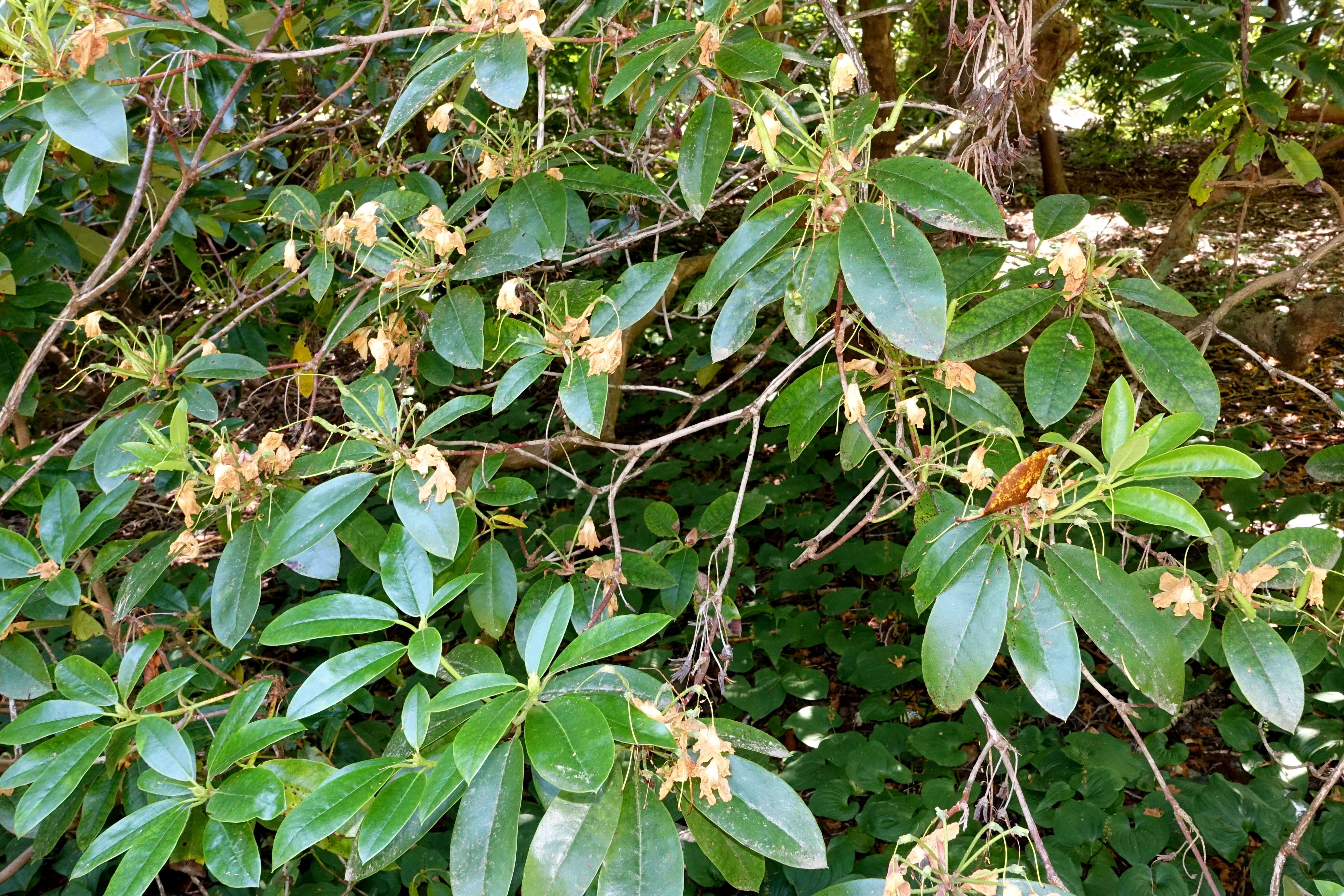 صورة Rhododendron wardii W. W. Sm.