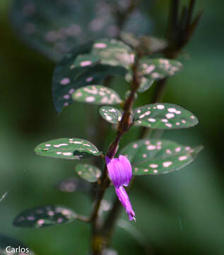 Hypoestes phyllostachya Baker resmi