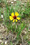 Image of Common perennial gaillardia