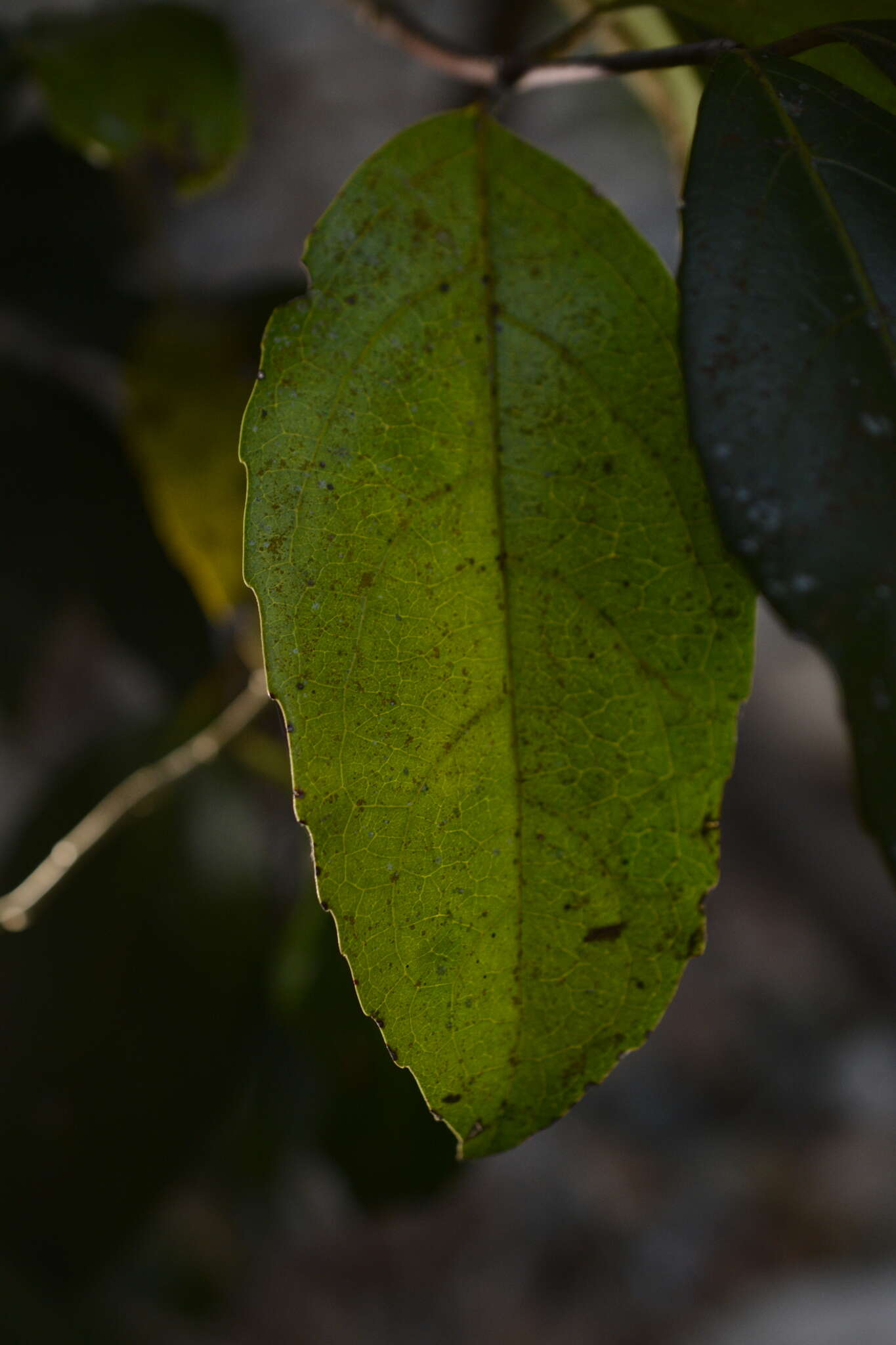 Image of Pristimera arnottiana (Wight) R. H. Archer