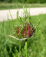 Image of wild garlic