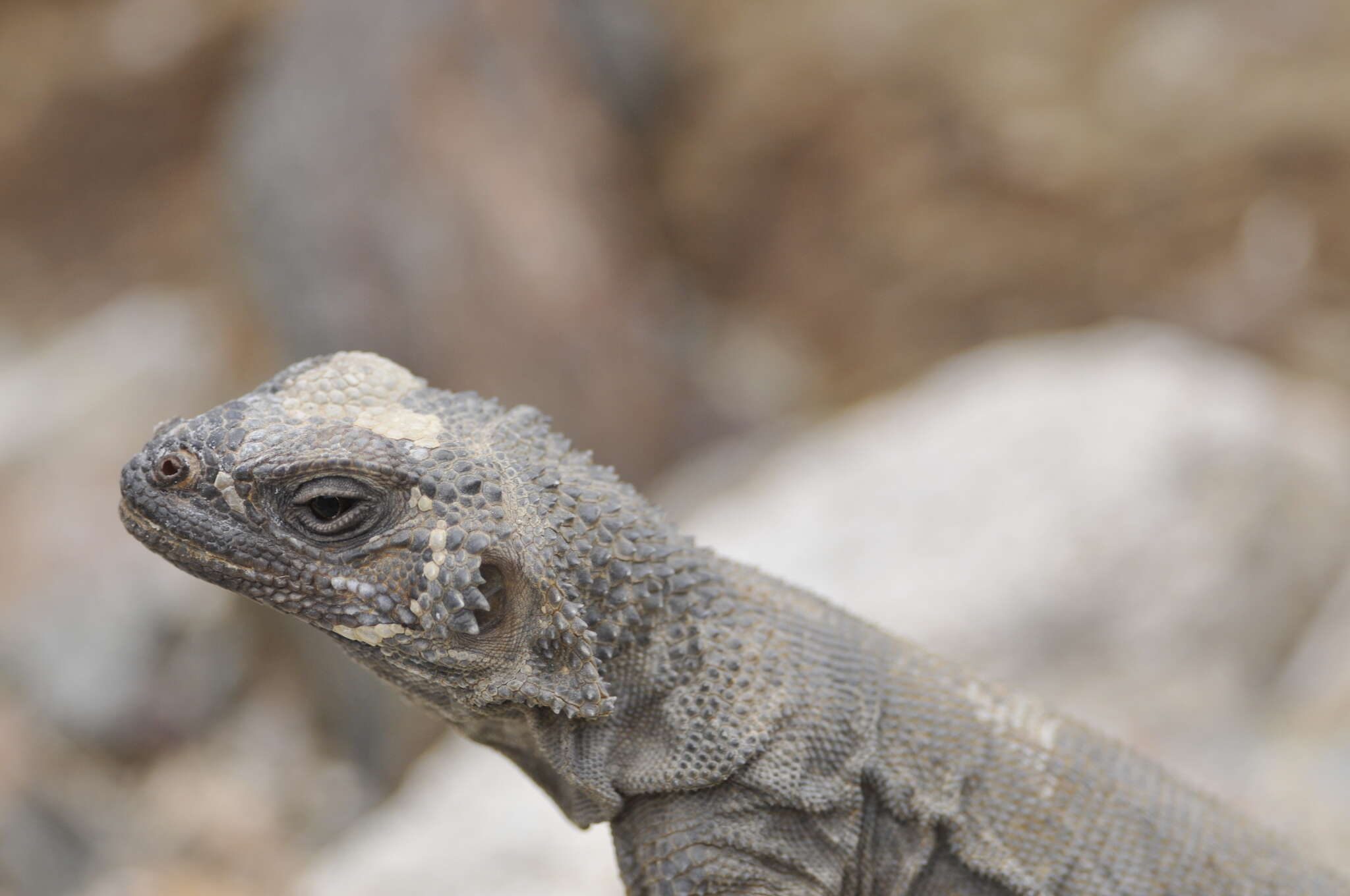 Image of Angel Island chuckwalla