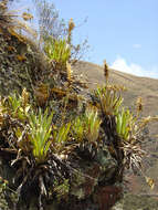 Imagem de Tillandsia walteri Mez